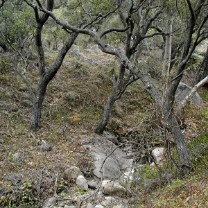Hayhill, Toro Canyon, Fall