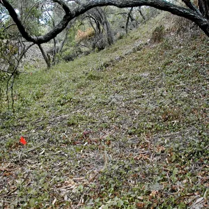Hayhill, Toro Canyon, Fall