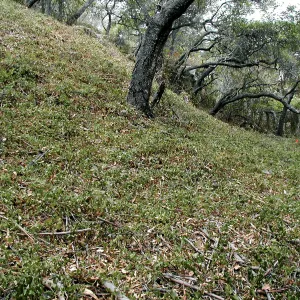 Hayhill, Toro Canyon, Fall
