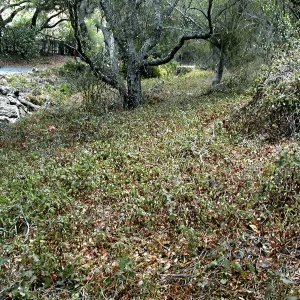 Hayhill, Toro Canyon, Fall