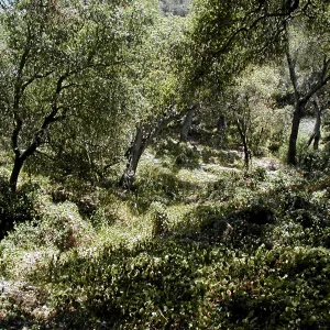 Toro canyon, summer
