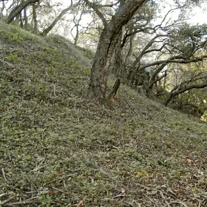 Toro canyon, winter