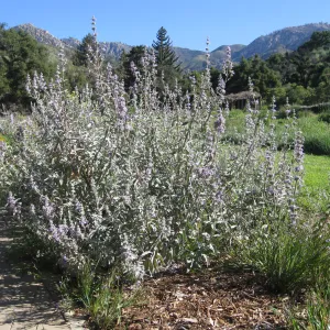 Salvia Desperado in Meadow border (Sage)