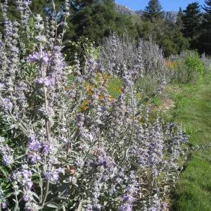 Salvia Desperado in Meadow border (Sage)