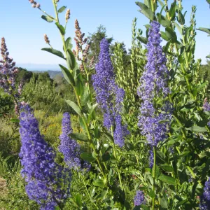 Ceanothus cyaneus volunteer post fire, Porter Trail