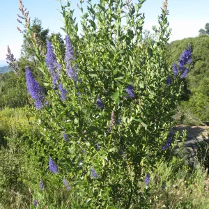 Ceanothus cyaneus volunteer post fire, Porter Trail