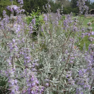 Salvia 'Desperado' in Meadow border