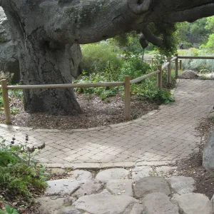 Coast live oak from Information Kiosk doorway