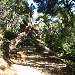 Demise of coast live oak with Ruth Emmanuel boulder, in Canyon