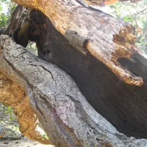 Demise of coast live oak with Ruth Emmanuel boulder, in Canyon