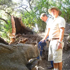 Demise of coast live oak with Ruth Emmanuel boulder, in Canyon