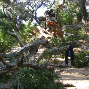 Demise of coast live oak with Ruth Emmanuel boulder, in Canyon