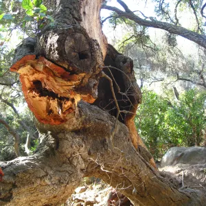 Demise of coast live oak with Ruth Emmanuel bolder, in Canyon