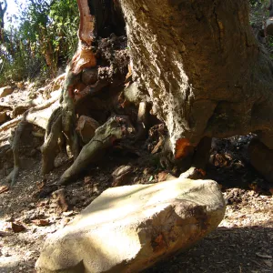 Demise of coast live oak with Ruth Emmanuel boulder, in Canyon
