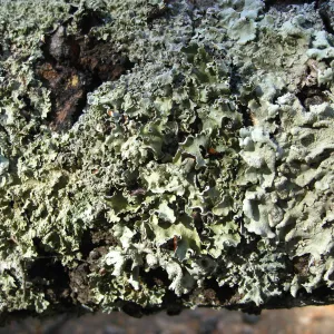 Demise of coast live oak with Ruth Emmanuel bolder, in Canyon