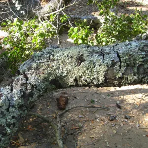 Demise of coast live oak with Ruth Emmanuel boulder, in Canyon