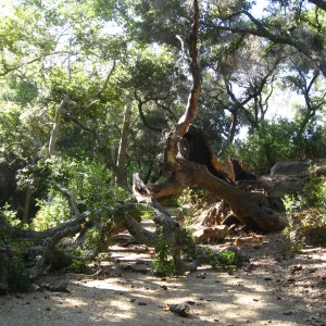 Demise of coast live oak with Ruth Emmanuel boulder, in Canyon