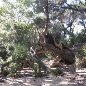 Demise of coast live oak with Ruth Emmanuel boulder, in Canyon