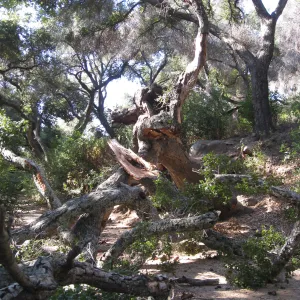 Demise of coast live oak with Ruth Emmanuel boulder, in Canyon