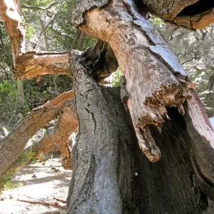 Demise of coast live oak with Ruth Emmanuel boulder, in Canyon