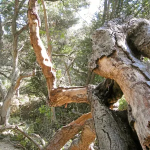 Demise of coast live oak with Ruth Emmanuel boulder, in Canyon