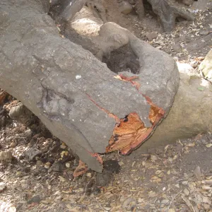 Demise of coast live oak with Ruth Emmanuel boulder, in Canyon