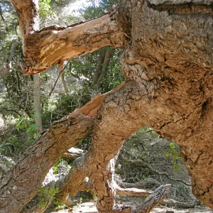 Demise of coast live oak with Ruth Emmanuel boulder, in Canyon