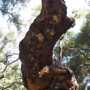 Demise of coast live oak with Ruth Emmanuel boulder, in Canyon
