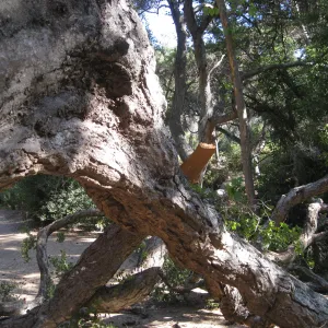 Demise of coast live oak with Ruth Emmanuel boulder, in Canyon