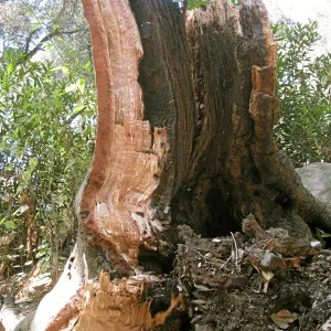 Demise of coast live oak with Ruth Emmanuel boulder, in Canyon