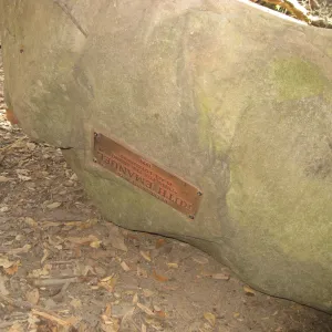 Demise of coast live oak with Ruth Emmanuel boulder, in Canyon