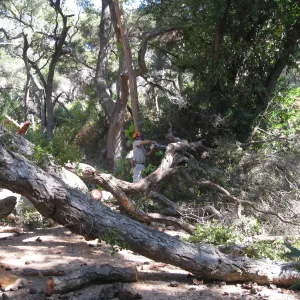 Clearing dead oak in the Canyon