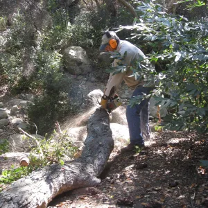 Clearing dead oak in the Canyon