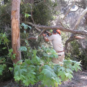 Clearing dead oak in the Canyon