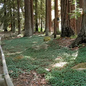 Oxalis oregona in Redwood Section