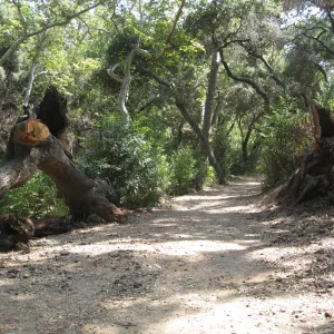 Oak remains in Canyon
