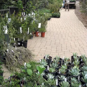 Fall plant sale setup