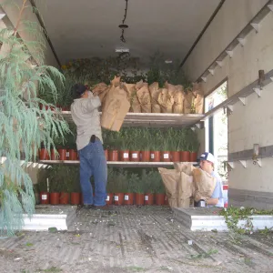 Fall plant sale setup