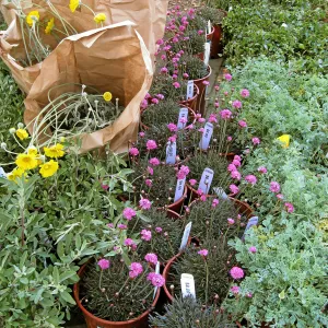 Fall plant sale setup