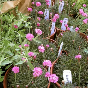 Fall plant sale setup. Armeria