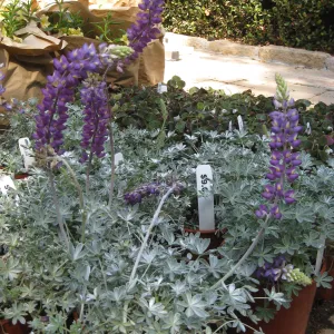 Fall plant sale setup