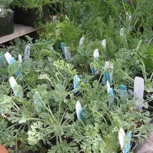 Fall plant sale setup. Lath house products