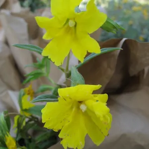 Fall plant sale setup, Mimulus