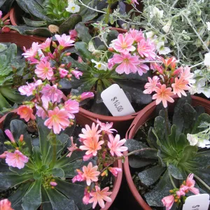 Fall plant sale setup, Lewisia