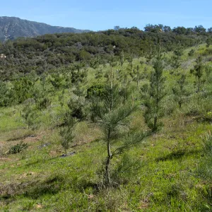 Torrey Pine plantation at Hay Hill