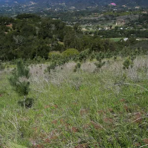 Torrey Pine plantation at Hay Hill