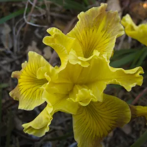 Iris Poppy, 05-19 in D 24