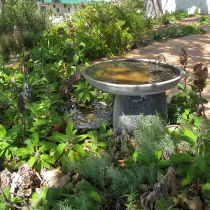 Birdbath at the Wallin garden