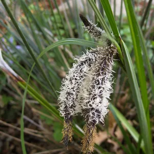 Carex flower