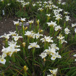 Iris 'Canyon Snow' on the Porter Trail